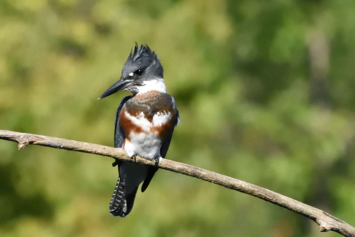 Belted Kingfisher - ML590769771
