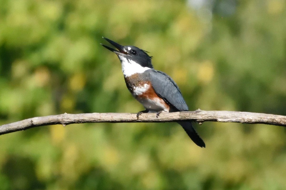 Belted Kingfisher - ML590769791