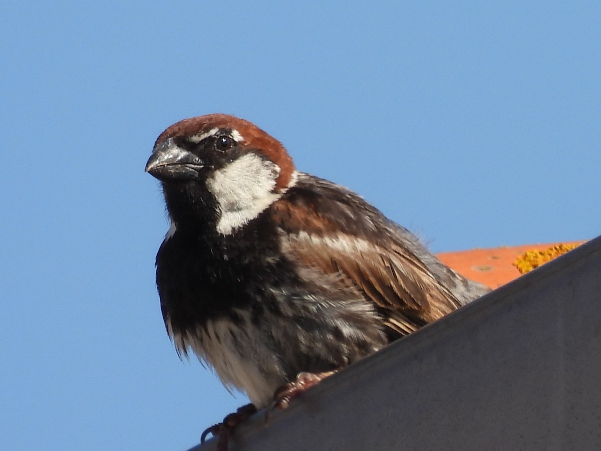 Spanish Sparrow - ML590771921