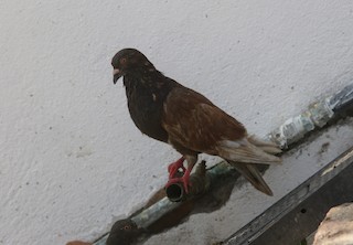 Rock Pigeon (Feral Pigeon), ML590772211