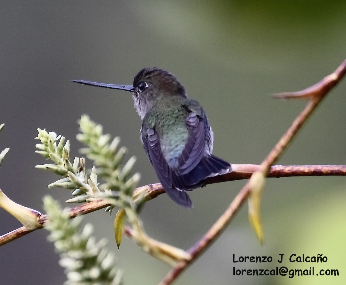 kolibřík modročelý - ML590773341