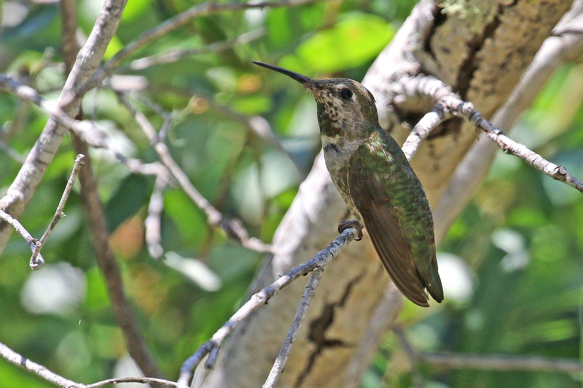 Anna's Hummingbird - ML590778211