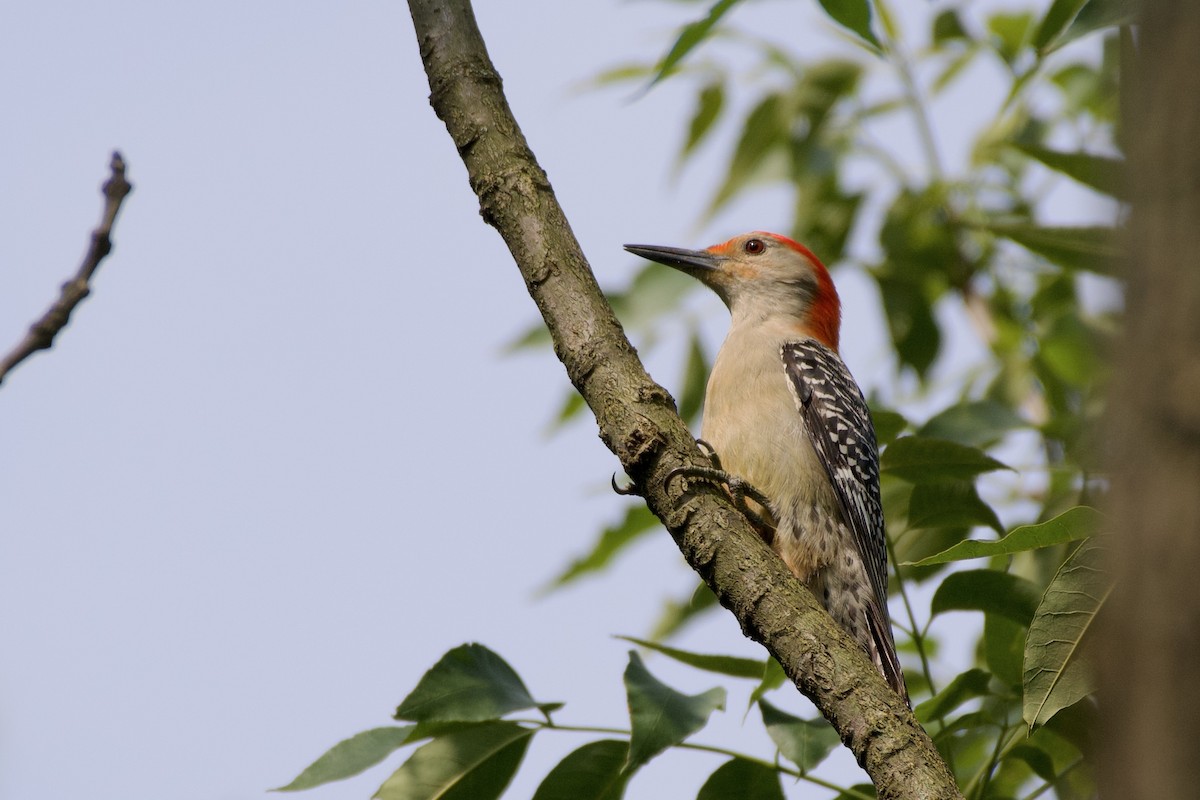 Red-bellied Woodpecker - ML590779261