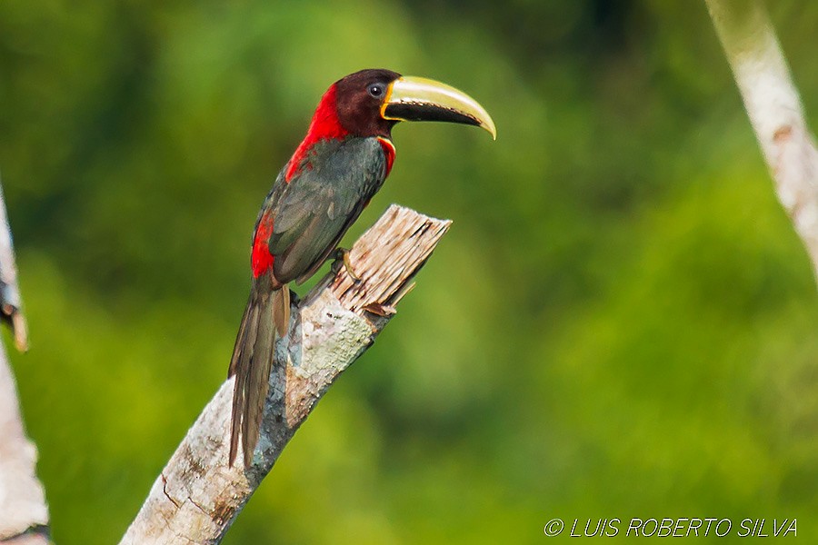 Red-necked Aracari - ML590781671