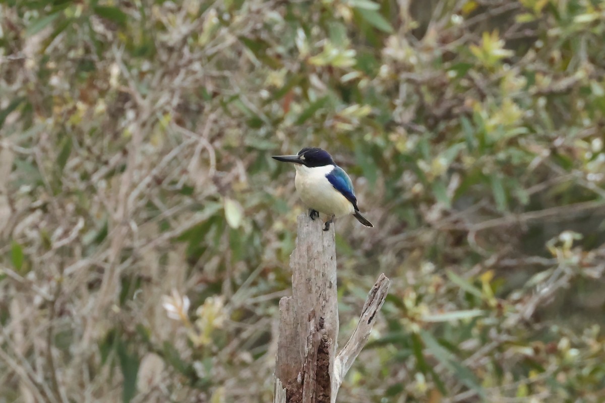 Forest Kingfisher - ML590782061