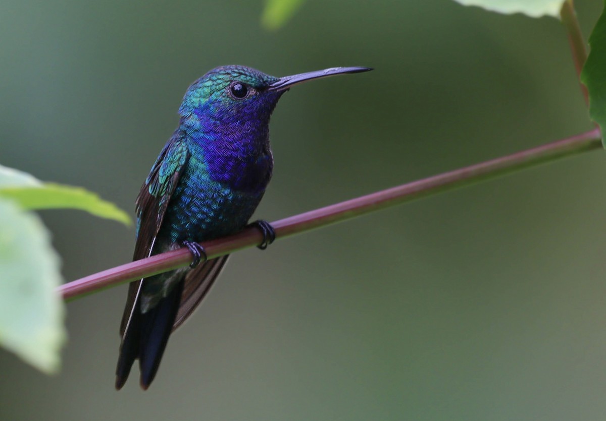 kolibřík safírovohrdlý - ML590782311