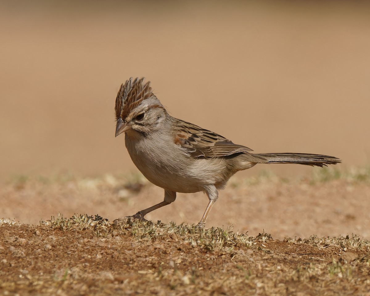 Rufous-winged Sparrow - Alice Madar