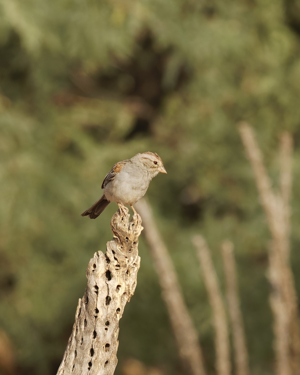 Rufous-winged Sparrow - ML590784011
