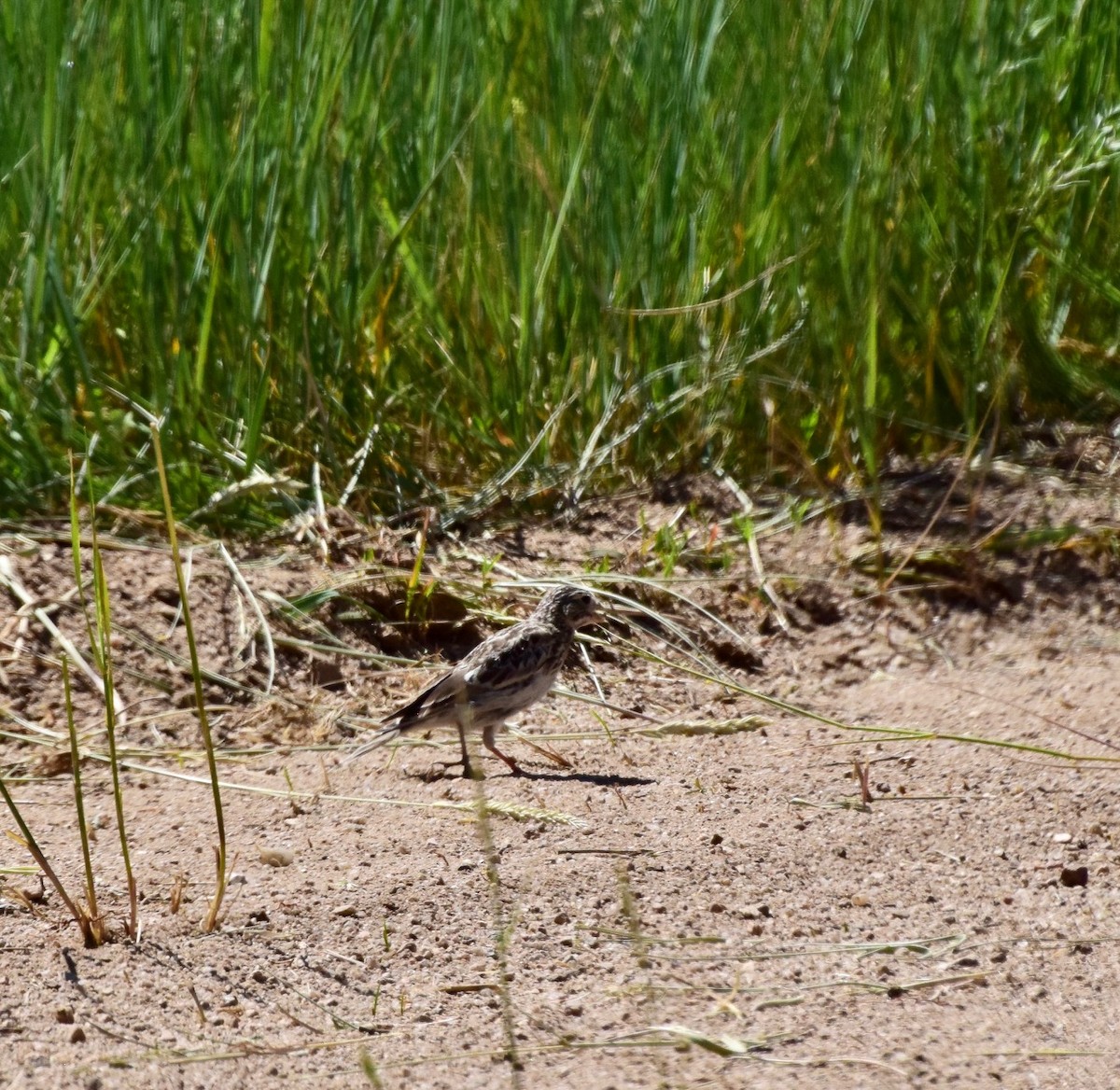 eBird Checklist 3 Jul 2023 Paint Mines Open Space 12 species