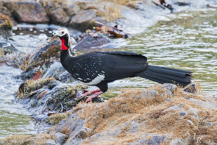 Red-throated Piping-Guan - ML590788131