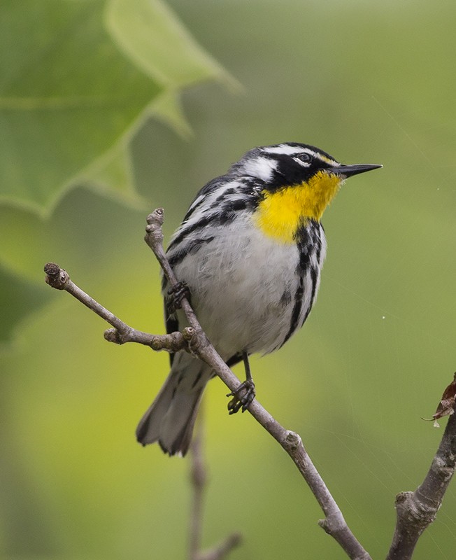 Yellow-throated Warbler - Martin Wall