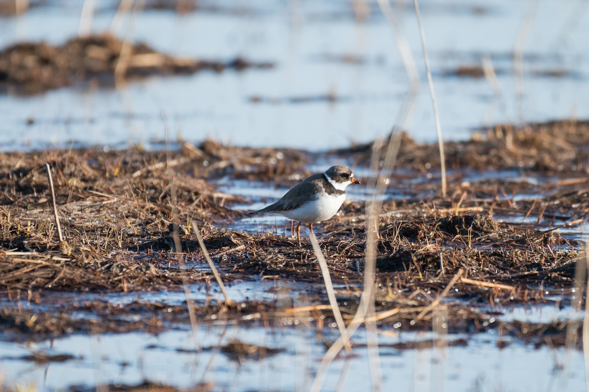 Semipalmated Plover - ML590790101