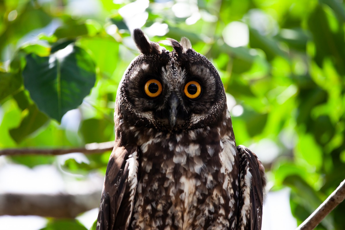 Stygian Owl - ML590791161