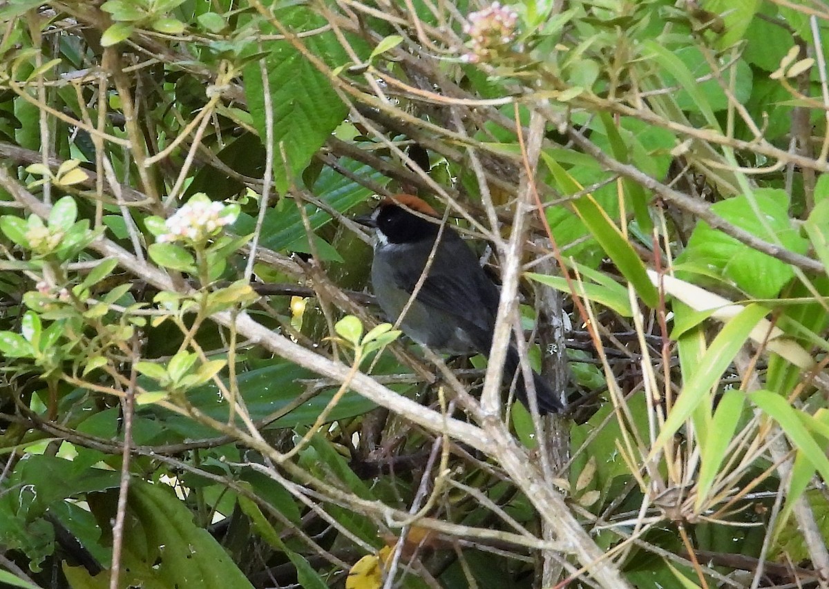 Black-spectacled Brushfinch - ML590793071