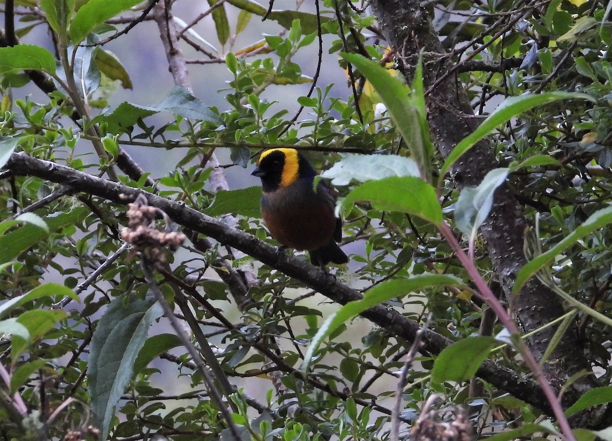 Golden-collared Tanager - ML590794381