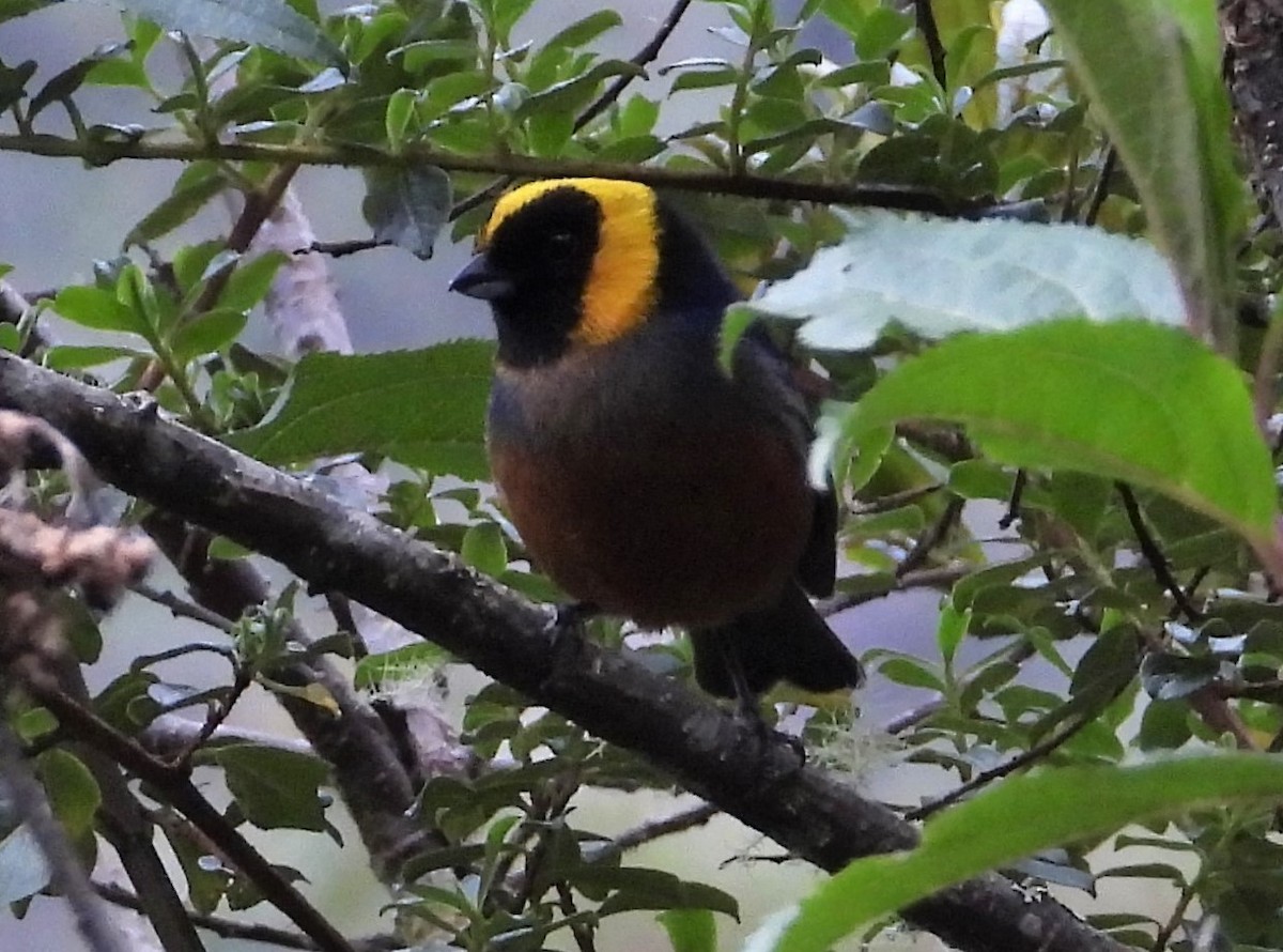Golden-collared Tanager - ML590794451