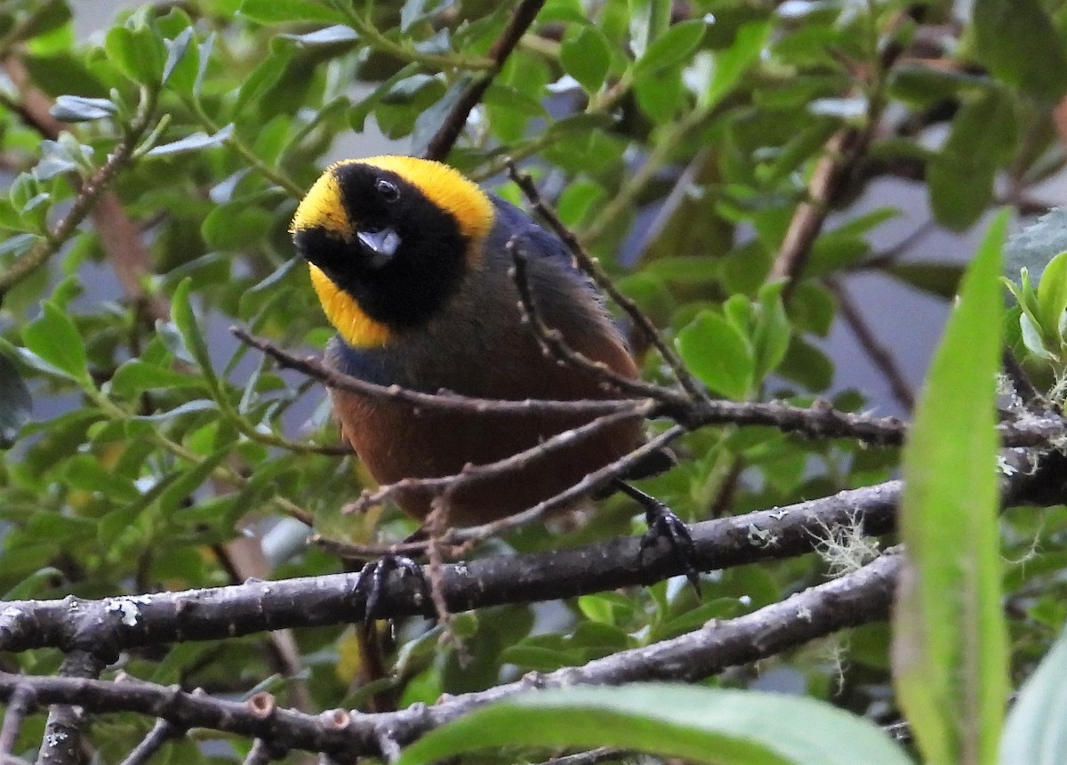 Golden-collared Tanager - ML590794681