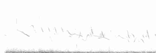 hýl rudoprsý [skupina mexicanus] - ML590795281