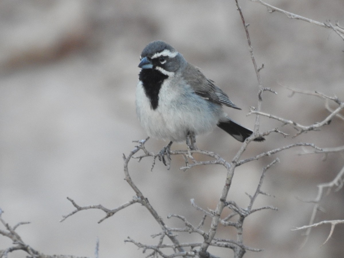 Black-throated Sparrow - ML590796961
