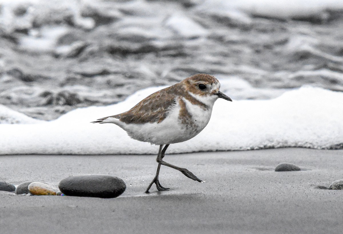 Two-banded Plover - ML590797791