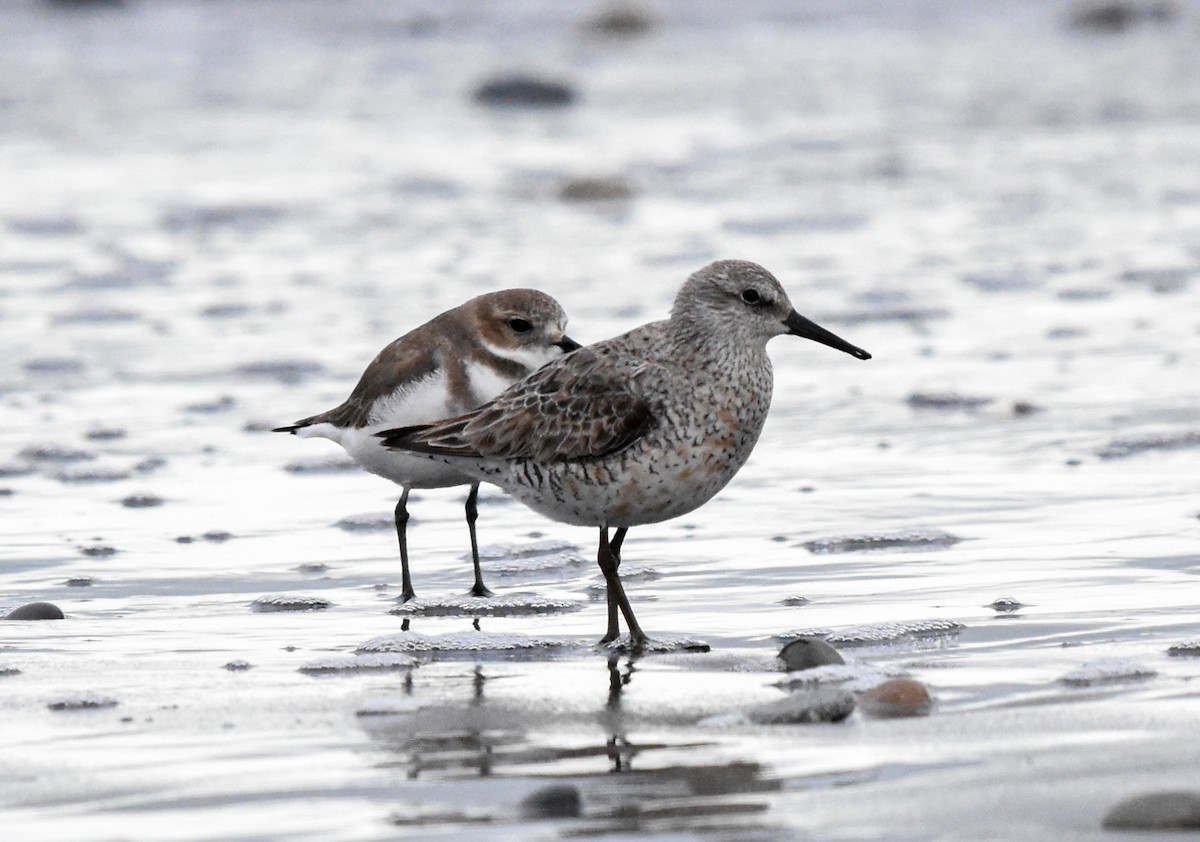Red Knot - ML590797821