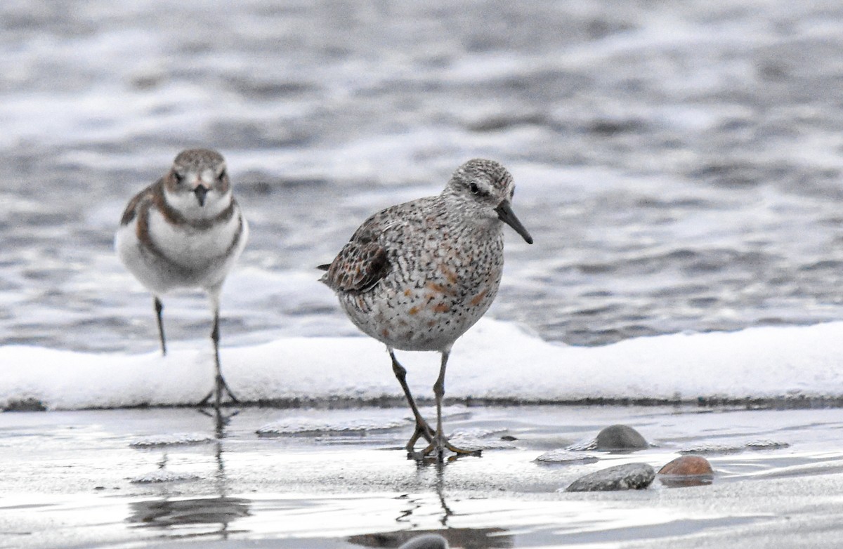 Red Knot - ML590797831