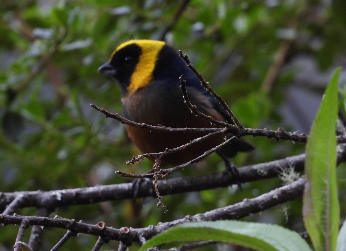 Golden-collared Tanager - ML590800291