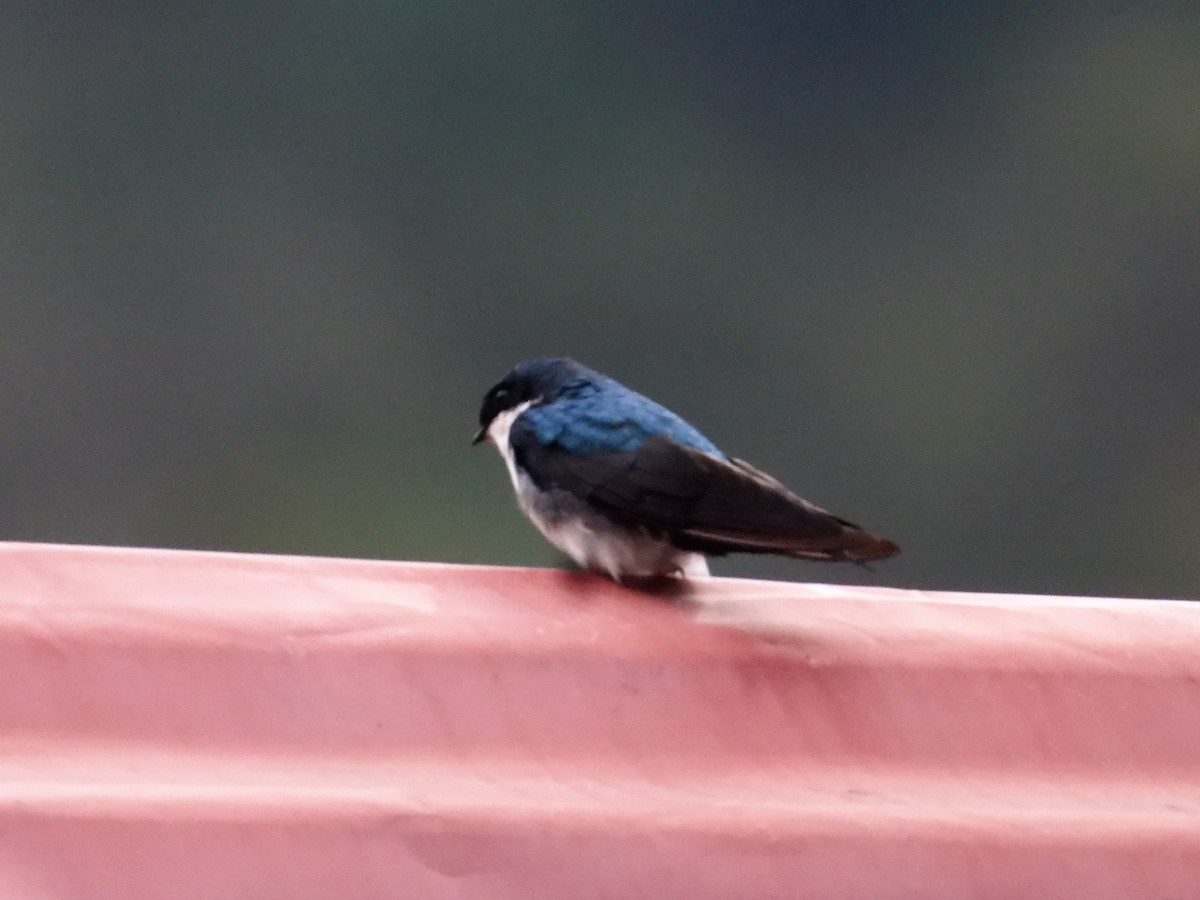 Blue-and-white Swallow - ML590801681