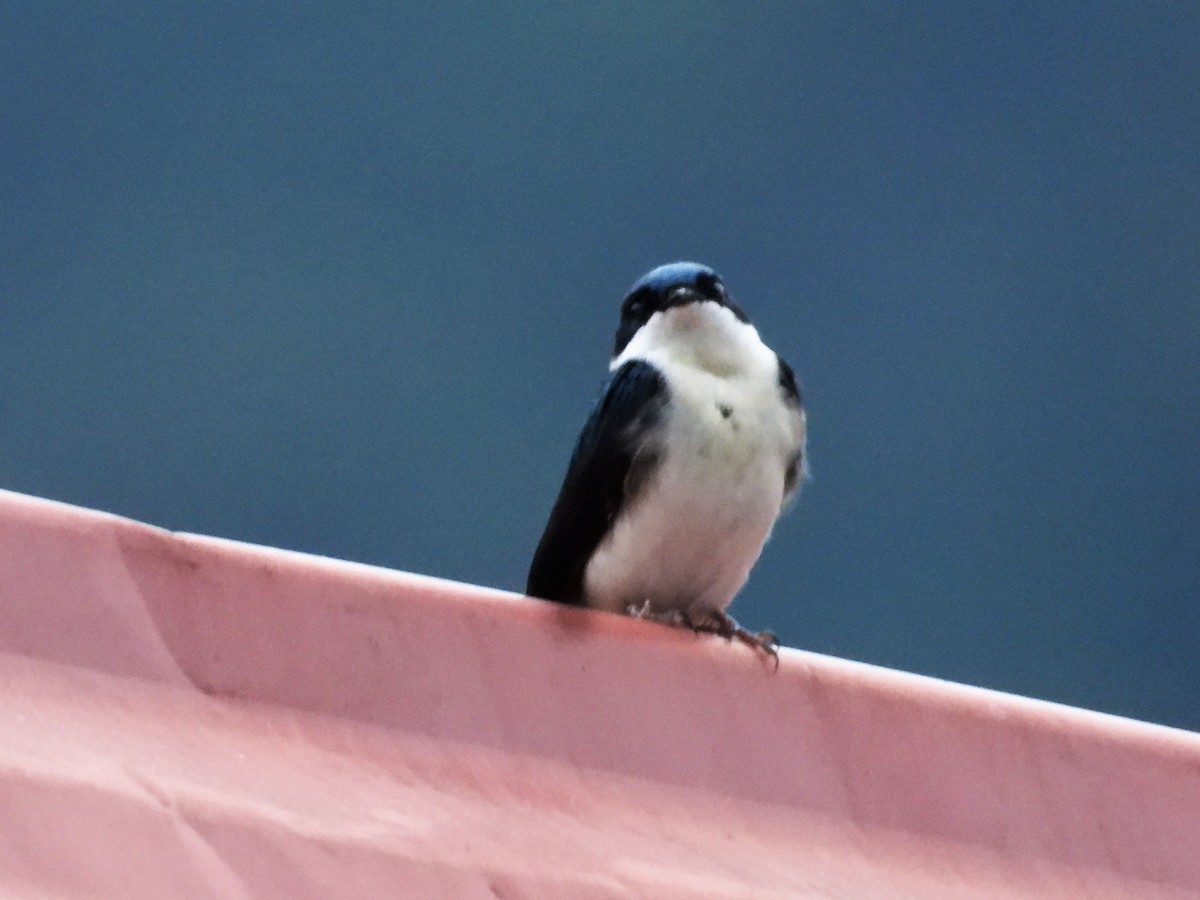Blue-and-white Swallow - ML590801751