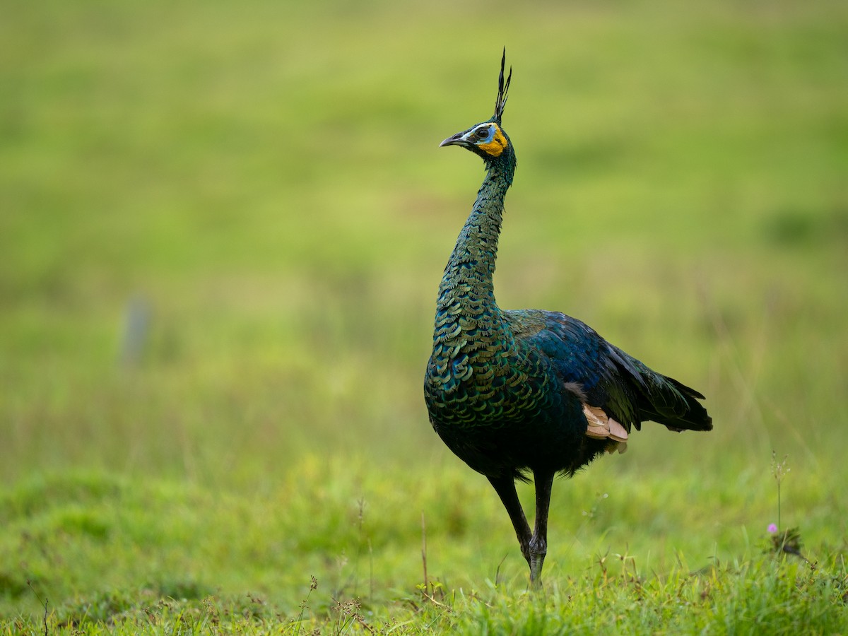Green Peafowl - Forest Botial-Jarvis