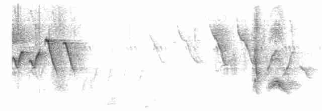 Серогрудый тиранн - ML590802111