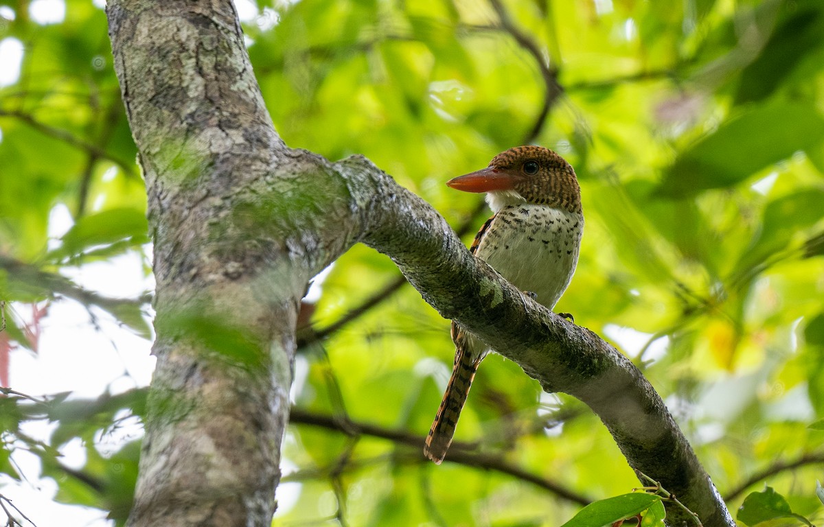 Banded Kingfisher (Banded) - Forest Botial-Jarvis