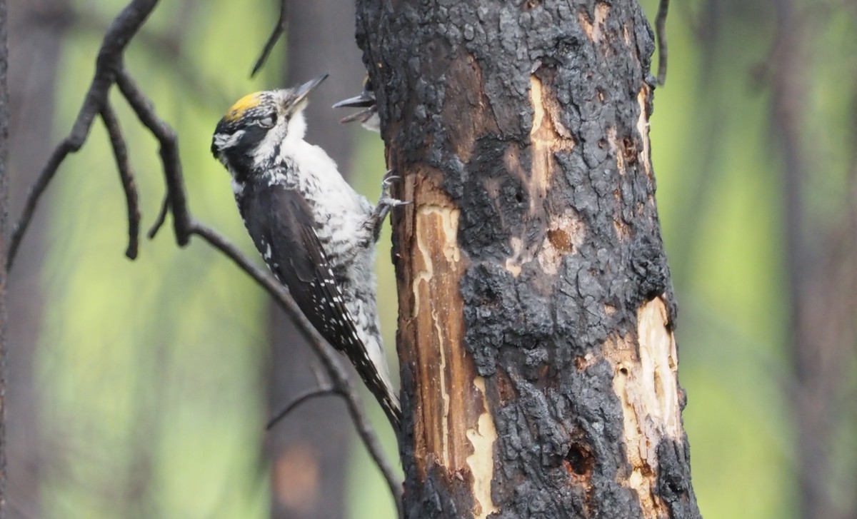 American Three-toed Woodpecker (Northwest) - ML590807301