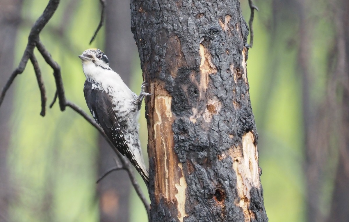 American Three-toed Woodpecker (Northwest) - ML590807471