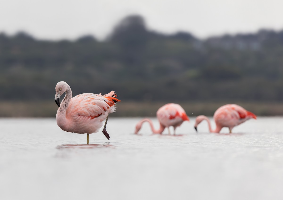 Chilean Flamingo - ML590809111