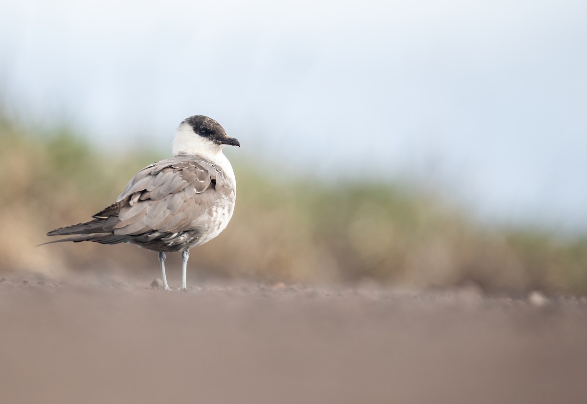 Long-tailed Jaeger - ML590811611