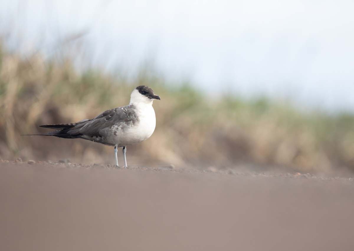 Long-tailed Jaeger - ML590811621