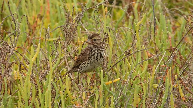 Savannah Sparrow (Belding's) - ML590814471