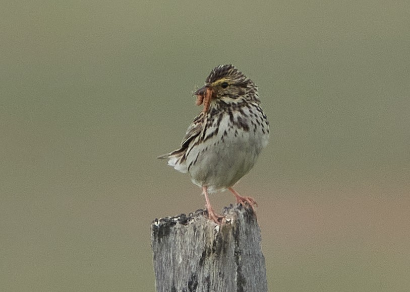 Savannah Sparrow - ML590817261