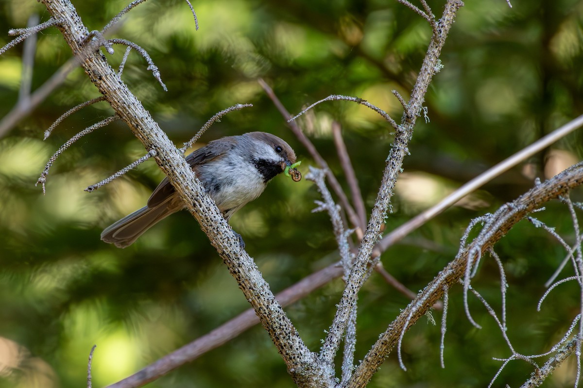 Boreal Chickadee at AirBnB House - Cornwall, PEI by Randy Walker