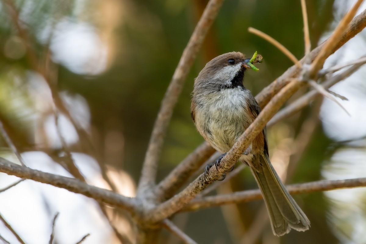 Boreal Chickadee at AirBnB House - Cornwall, PEI by Randy Walker