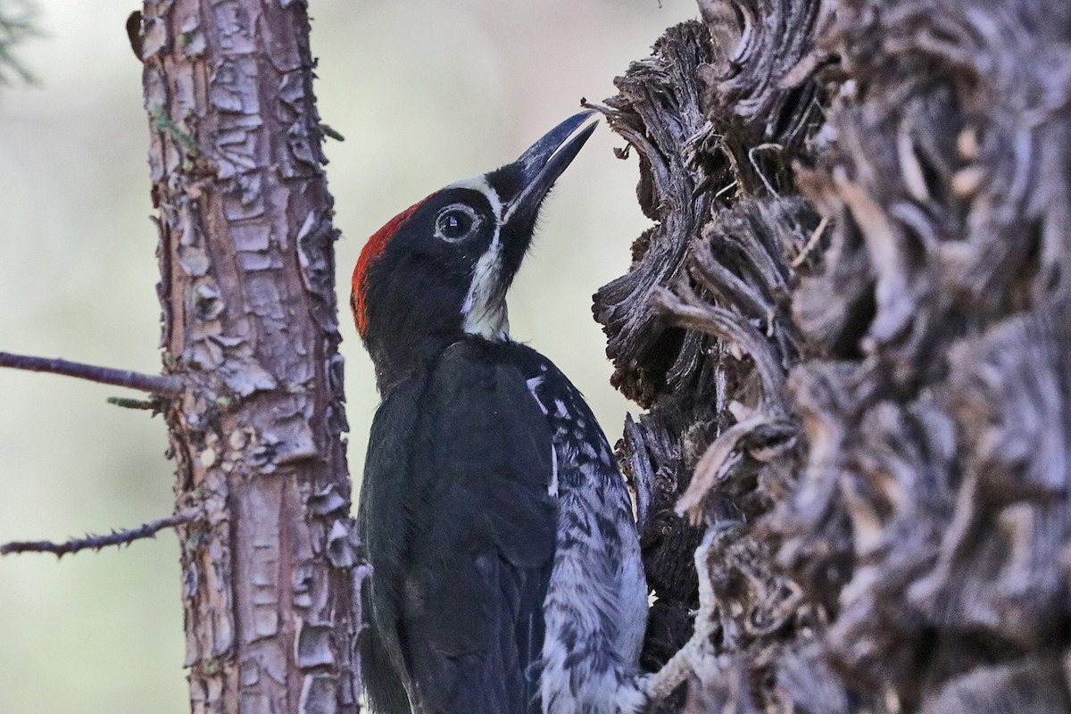 Acorn Woodpecker - ML590820001