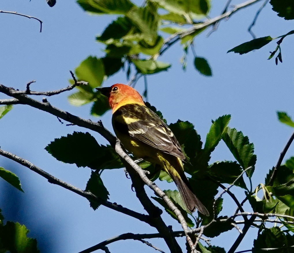 Western Tanager - ML590822551