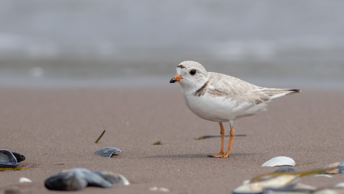 Piping Plover - ML590822931