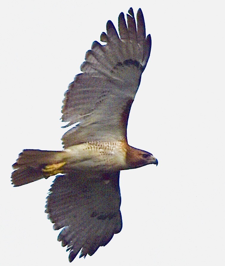 Red-tailed Hawk - ML590826421