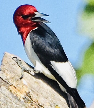 Red-headed Woodpecker - ML590828371