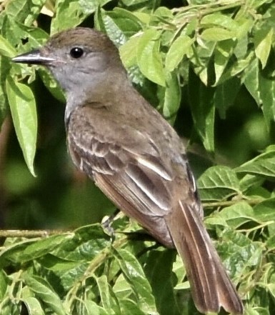 Great Crested Flycatcher - ML590828781