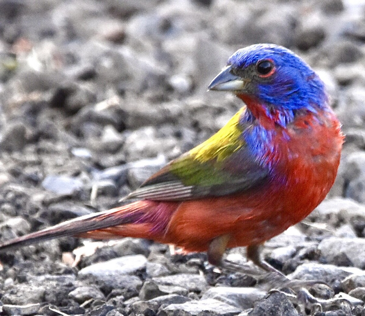 Painted Bunting - ML590828961
