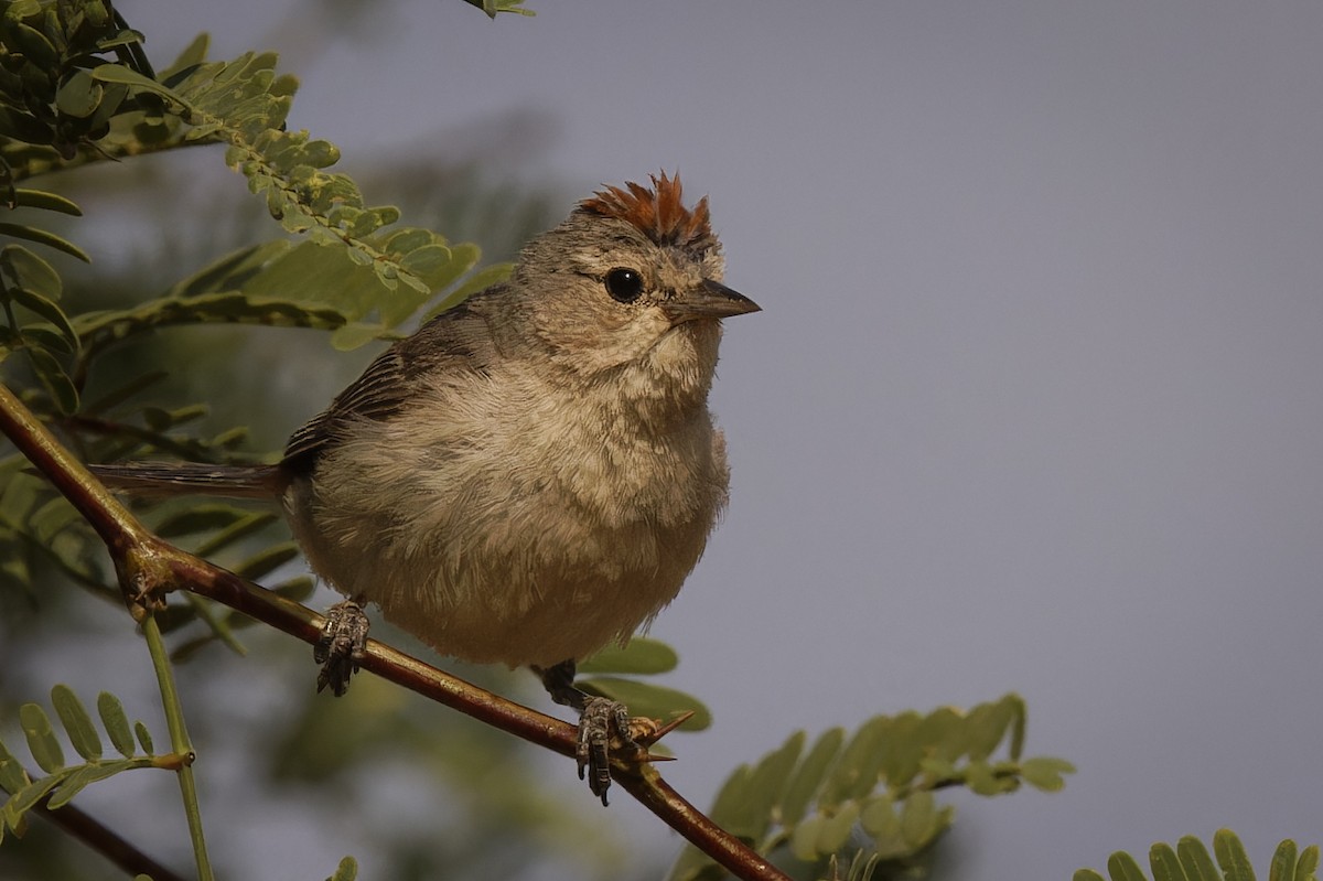 Lucy's Warbler - ML590831061