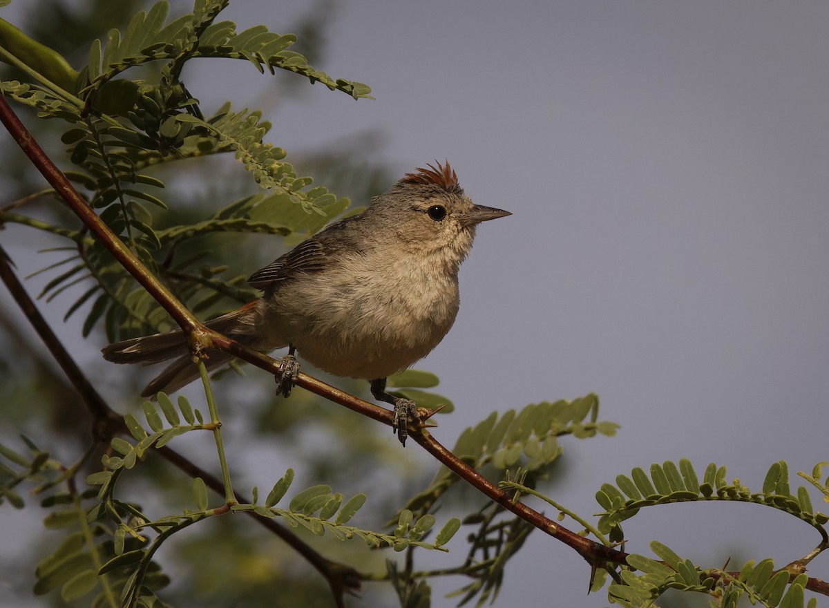 Lucy's Warbler - ML590831071